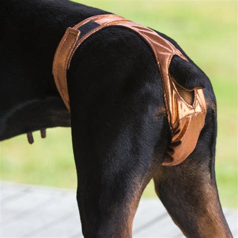 thong doggy|Thongs for DogsTM